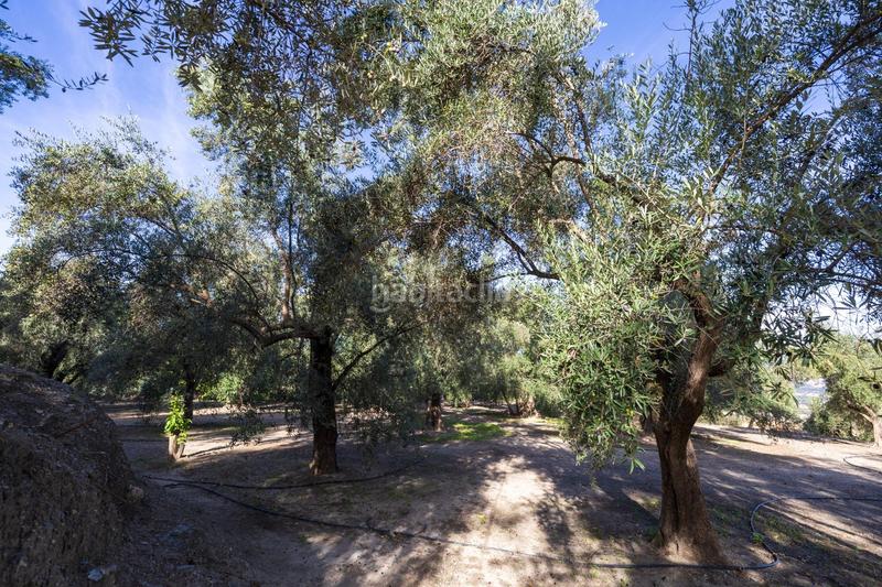 Foto aca8d240-0694-414c-96b7-0c8e8c542d39. Finca rústica a Lecrín