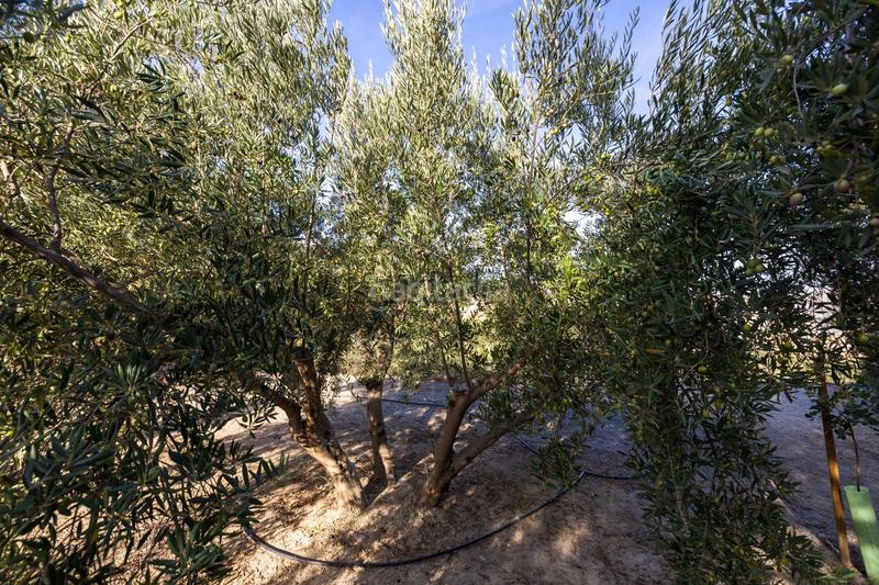 Foto f369558f-4f77-490a-a79e-55bb1f76a68b. Finca rústica a Lecrín