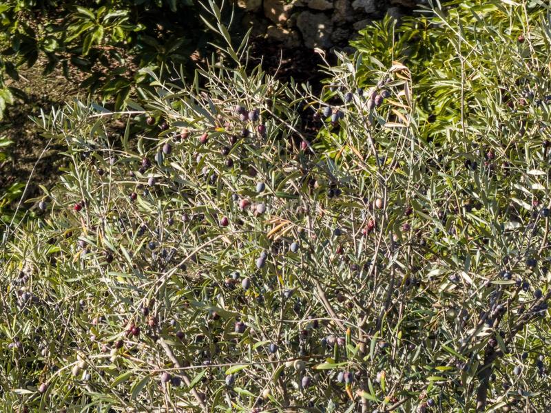 Foto 18fab6fb-5cd3-4847-b6c4-43bbdeda5c2f. Mas dans calle diseminados dans Guájares (Los)