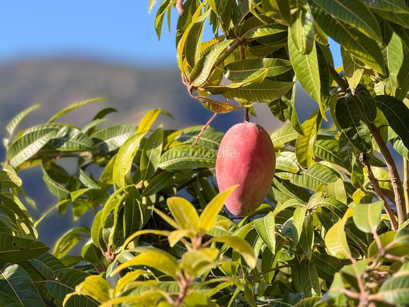 Foto 23091f9e-2c68-4da0-8226-5650e569cd1f. Mas dans calle diseminados dans Guájares (Los)