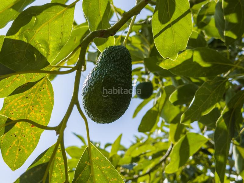 Foto 38c656e1-fcdc-46a6-9d0c-69c8d2a020c1. Mas dans calle diseminados dans Guájares (Los)