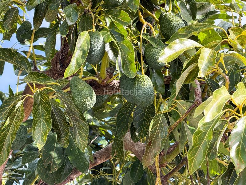 Foto 432e757b-7757-40ee-a6a7-33e41fde7348. Mas dans calle diseminados dans Guájares (Los)