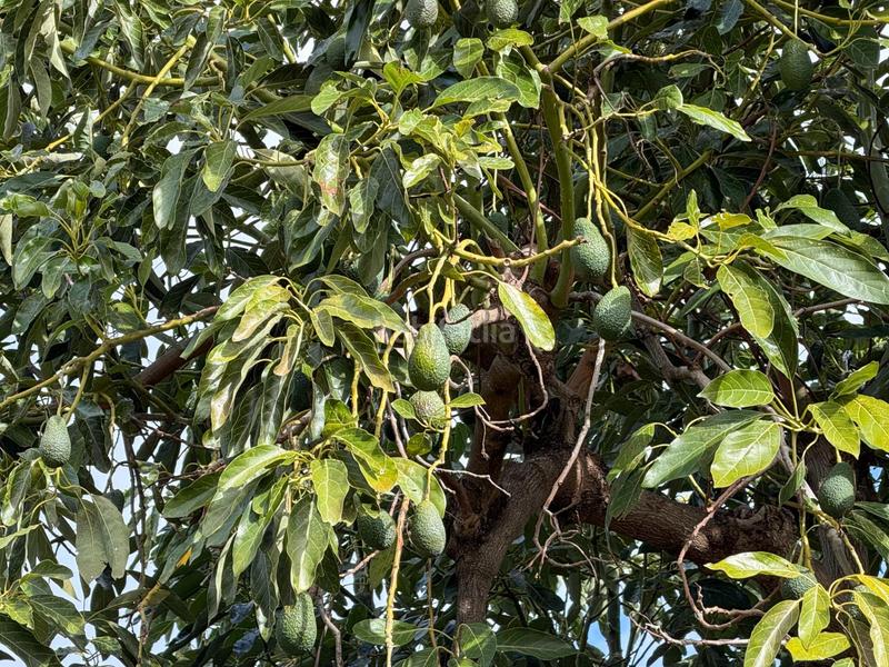 Foto 4a5bed8e-fac1-41b1-9388-e28d831235aa. Mas dans calle diseminados dans Guájares (Los)