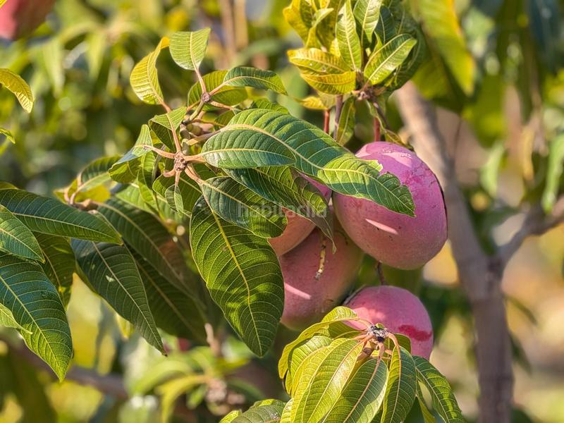 Foto 558118b1-7812-43b1-97df-8563546cc241. Mas dans calle diseminados dans Guájares (Los)