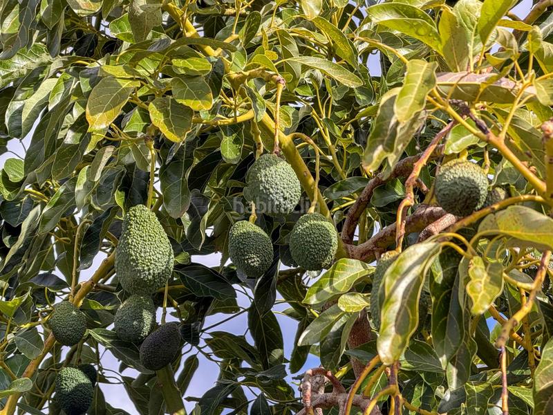 Foto 7b190bd2-be26-4577-ad76-7e04a1aaee7a. Mas dans calle diseminados dans Guájares (Los)