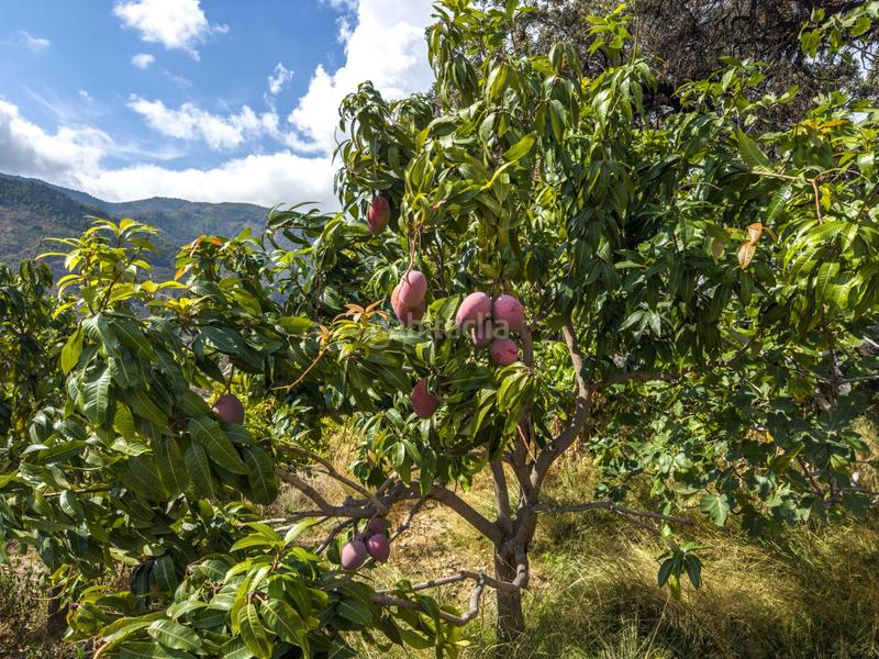 Foto 964f64fc-01ae-447a-966e-6f8b81bc4432. Mas dans calle diseminados dans Guájares (Los)