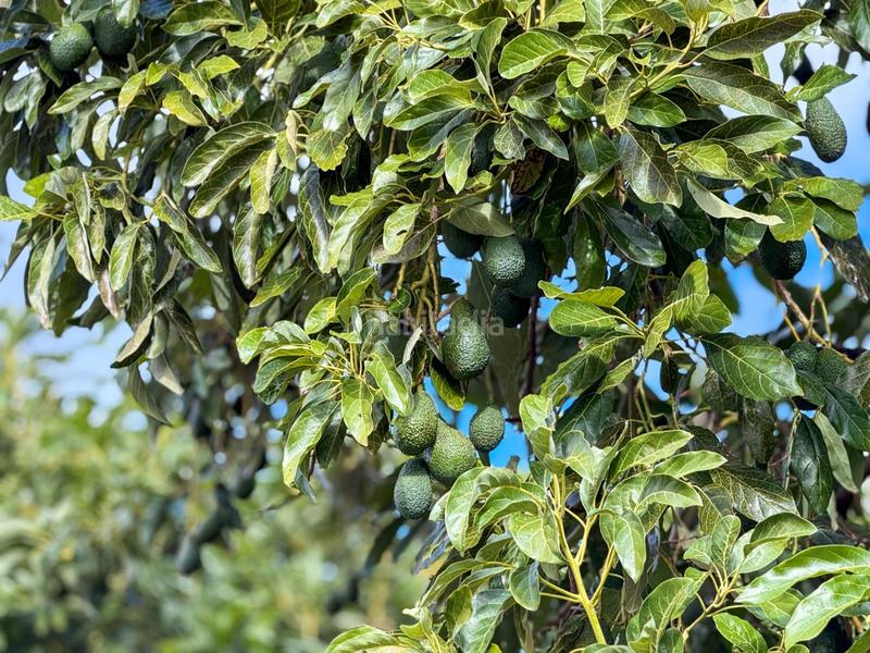 Foto b2a19dc3-4d73-432b-8084-325d73705ec8. Mas dans calle diseminados dans Guájares (Los)