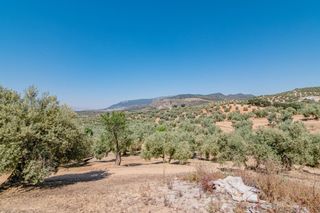 Landgut  Polígono polígono 9 parcela 130 herradores. illora (granad. Finca rustica de 32.500 m2 de olivar hojiblanco tradicional con
