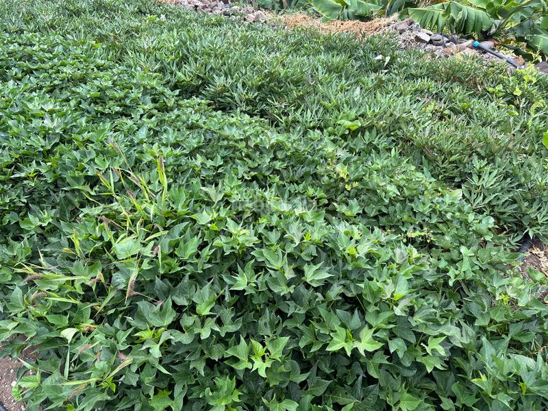 Foto 0ee22770-07ff-426d-bccd-5f52afa1af73. Casa amb aparcament a Punta del Hidalgo San Cristóbal de La Laguna