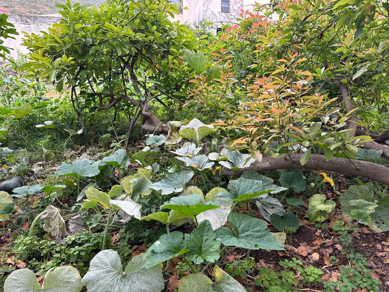 Foto 3e71b06f-282c-4b55-a4d8-42dc000e2ad6. Casa amb aparcament a Punta del Hidalgo San Cristóbal de La Laguna