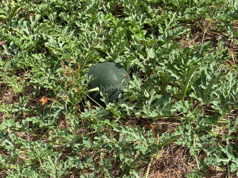 Foto 7f8916a2-54e7-4625-a270-536bb2f656a8. Casa amb aparcament a Punta del Hidalgo San Cristóbal de La Laguna