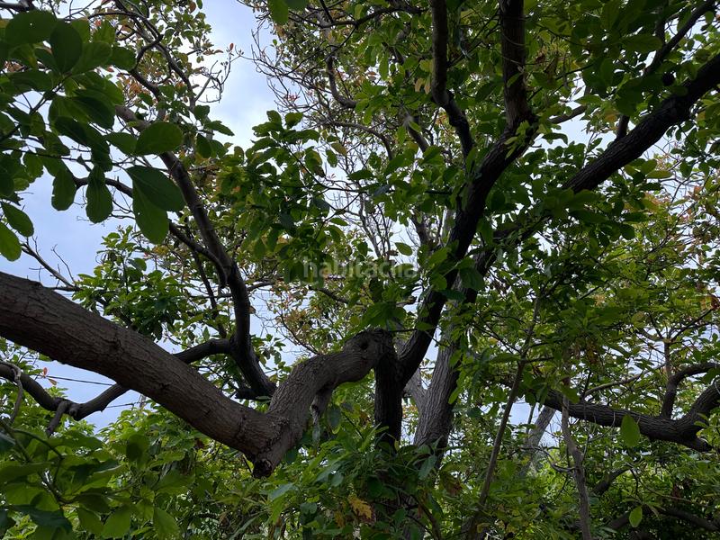 Foto c6e8b58b-cf2e-4229-aa76-bafa63a3de8c. Casa amb aparcament a Punta del Hidalgo San Cristóbal de La Laguna