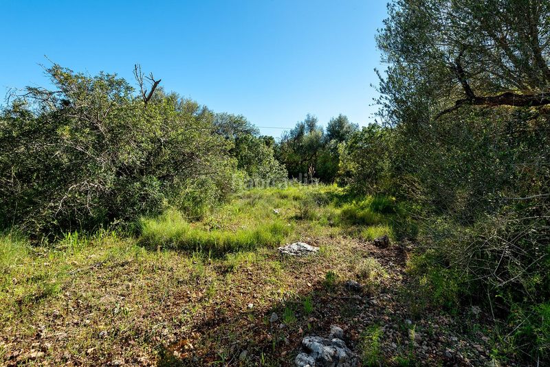 Foto 45a49999-9da5-4e48-b495-4760f27cd419. Finca rústica a Costitx