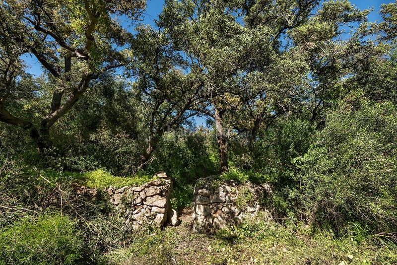 Foto ef01e390-70dc-44ba-a057-b57c1eeceed9. Finca rústica a Costitx