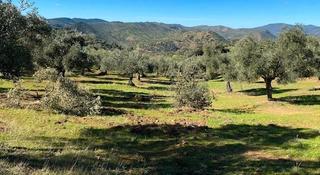 Propriété à El Brillante -El Naranjo - El Tablero. Finca rustica en venta en obejo
