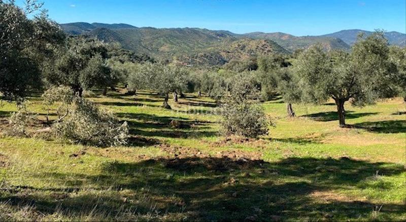 Foto f8b7c6db-9ecc-4ccd-8f82-bae795745f31. Finca rústica finca rustica en venta en Obejo