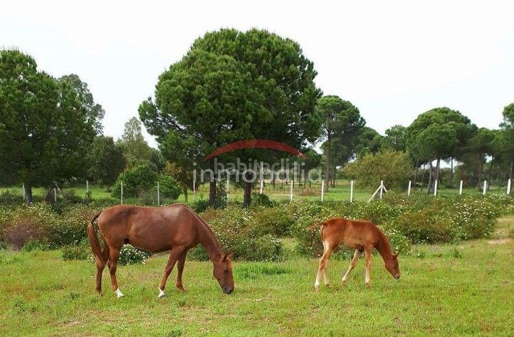 Foto baf2cc9b-1ce3-420c-8ccc-6368cf6694af. Finca rústica a Villamanrique de la Condesa