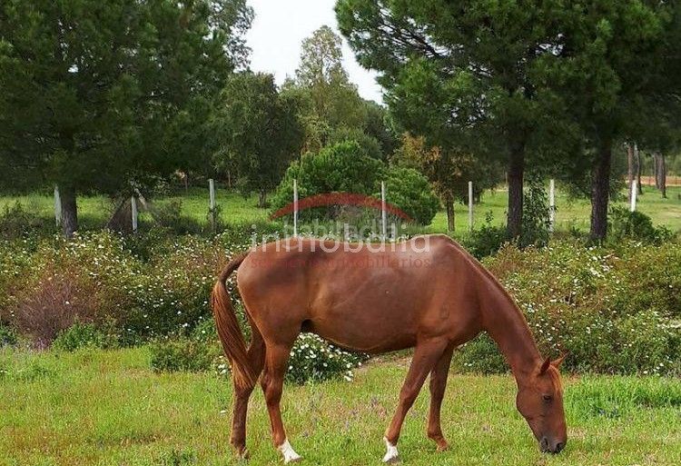 Foto ca835210-7b46-4d86-adde-f2a89ee6e7c7. Finca rústica a Villamanrique de la Condesa