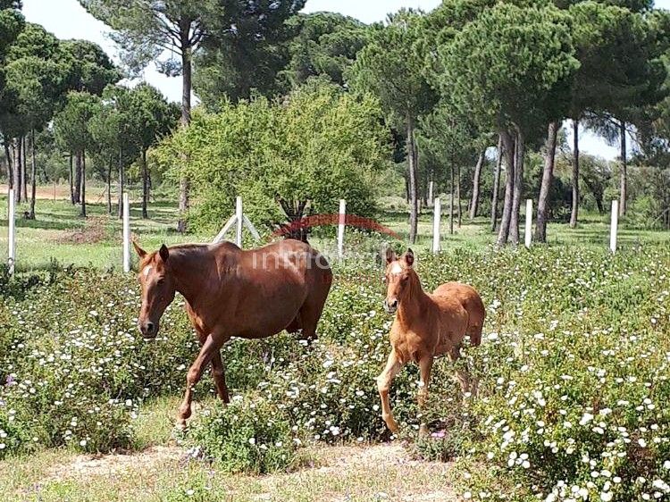 Foto e2f63431-137b-41dc-8ef9-3448b29c7a26. Finca rústica a Villamanrique de la Condesa