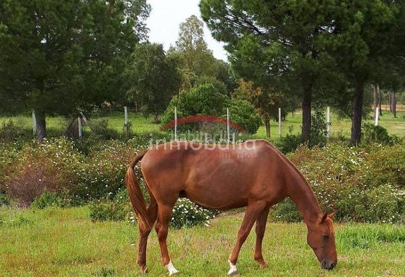 Foto ca835210-7b46-4d86-adde-f2a89ee6e7c7. Finca rústica en Villamanrique de la Condesa