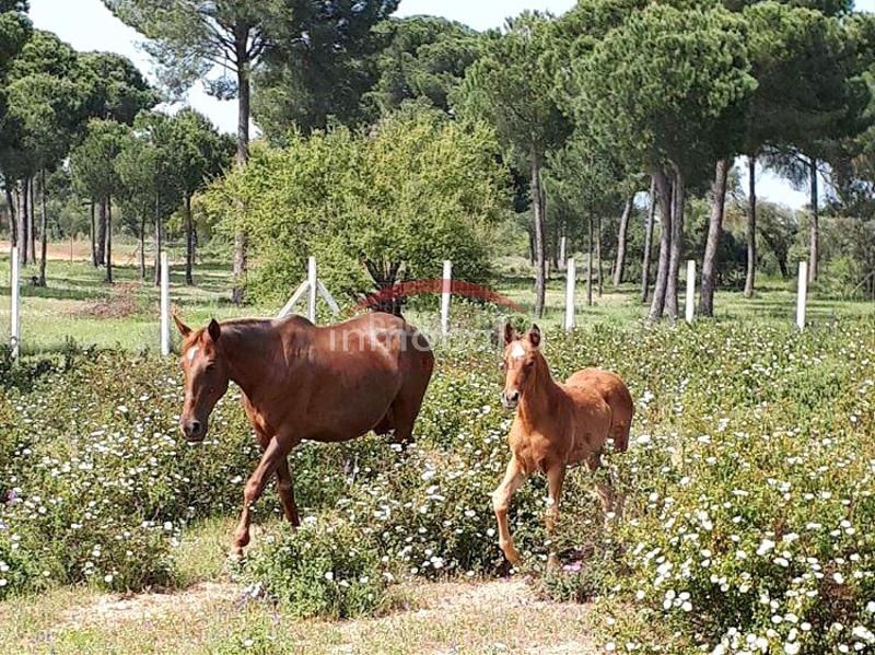 Foto e2f63431-137b-41dc-8ef9-3448b29c7a26. Finca rústica en Villamanrique de la Condesa