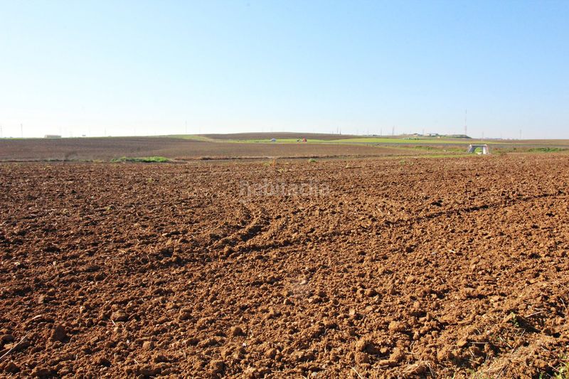 Foto 7ce80b79-ee60-4e79-8519-ca50963d8d48. Finca rústica a La Florida - Vistalegre Huelva
