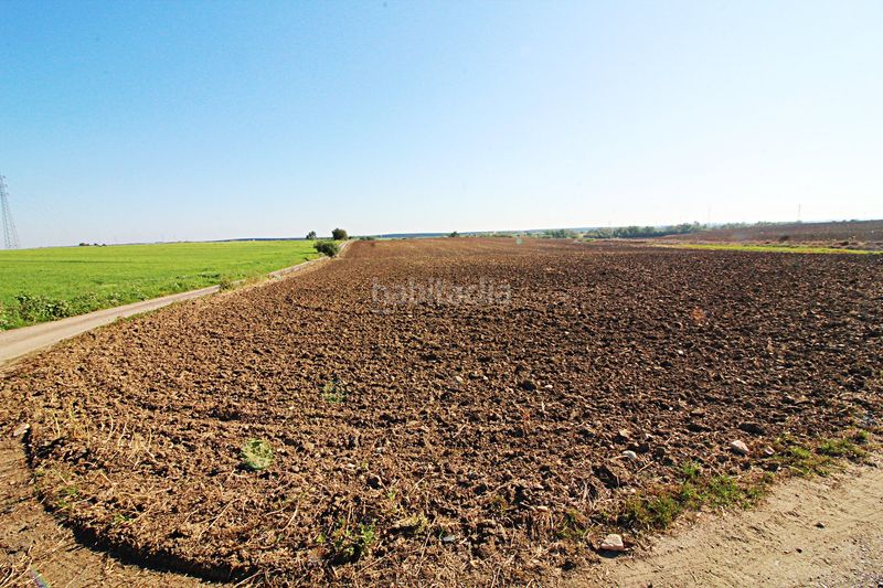 Foto dbe76d98-05df-4988-a3f8-e35b11d55cd3. Finca rústica a La Florida - Vistalegre Huelva