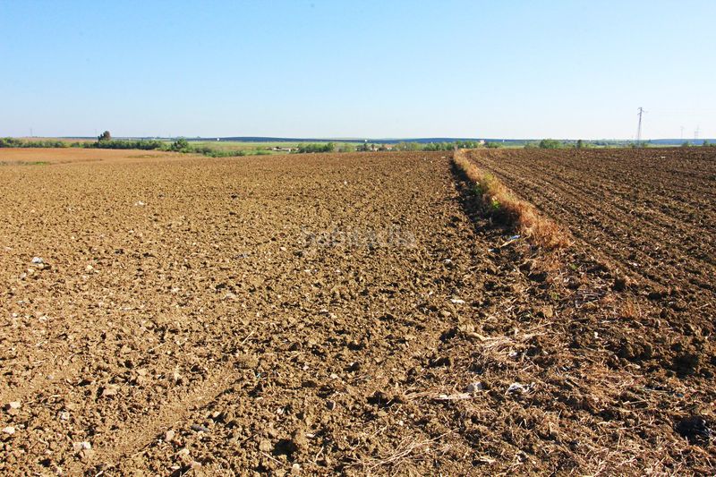 Foto e0d6f87a-0461-4e69-bab4-ca52e43cb40f. Finca rústica a La Florida - Vistalegre Huelva