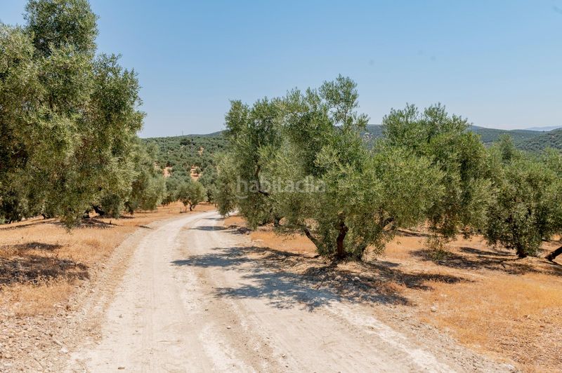 Foto d8f02df0-1603-4780-8204-0c10608a7d3c. Finca rústica a Archidona