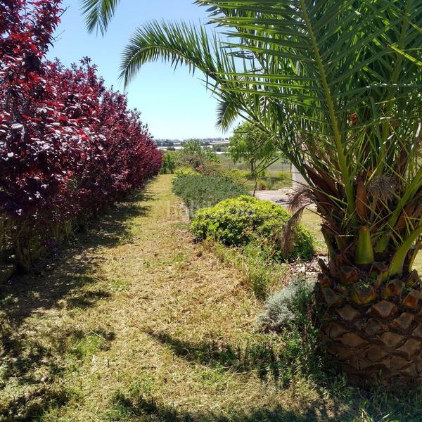 Foto 3d476b6c-213d-41d4-957e-86943f537edb. Masía finca rústica en venta huelva en Moguer