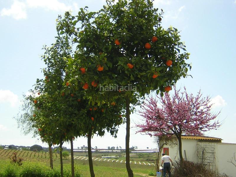 Foto 88fb311d-8817-480e-abb2-aefd06a14a25. Masía finca rústica en venta huelva en Moguer