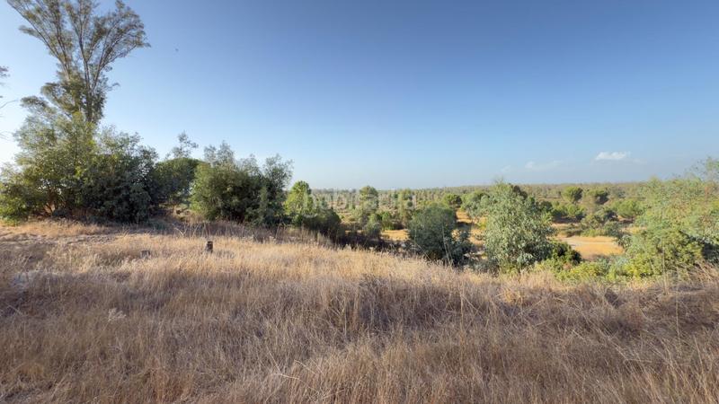 Foto 3f48929c-1210-49a3-bdb9-c576c3490395. Casale in Almonte Almonte