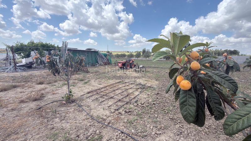 Foto 23a3a21f-82a1-4646-a65d-a37e2081bbdf. Finca rústica a San Juan del Puerto