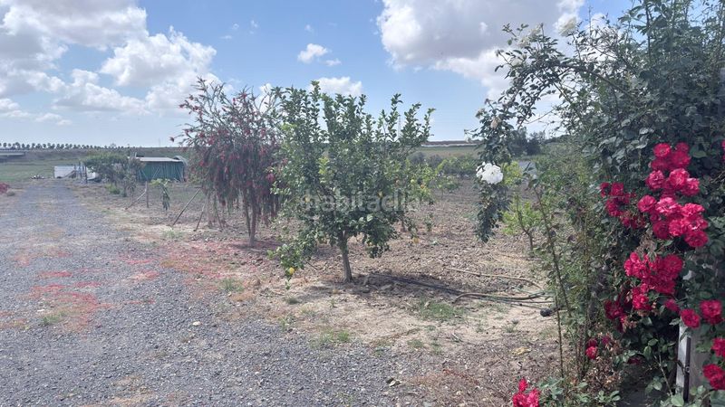 Foto 24e4b822-696a-4ce4-ac5c-7c0451462881. Finca rústica a San Juan del Puerto