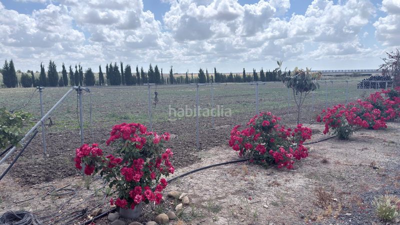 Foto 8a8e21a7-ab31-4498-87b0-d7b7459263f6. Finca rústica a San Juan del Puerto