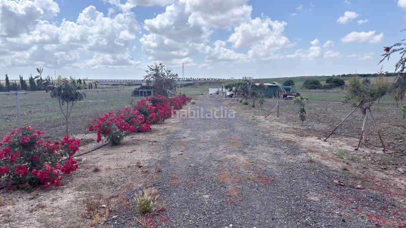 Foto d1f5d697-a810-471e-906a-1bdfb20fe642. Finca rústica a San Juan del Puerto