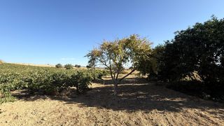 Masia a Palma del Condado (La). Finca de viñedos y árboles frutales en la palma del condado huel