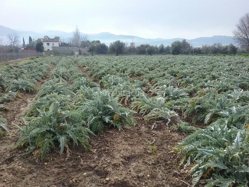 Foto 7b6a368d-0417-4679-9b9c-4289833bd0db. Fondo rustico in Lancha del Genil Granada