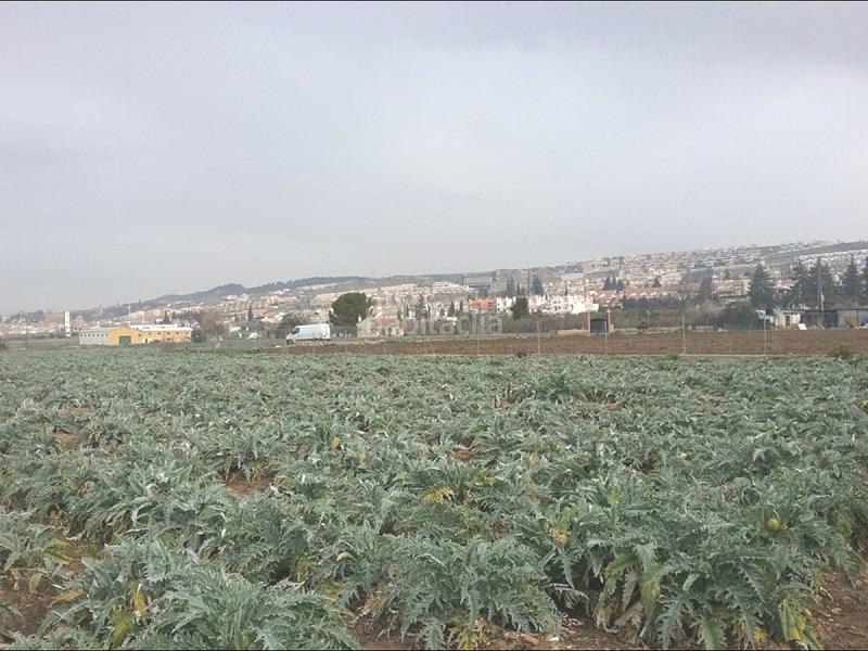 Foto df1b9350-1a87-4b04-b82e-aed970a4a605. Fondo rustico in Lancha del Genil Granada