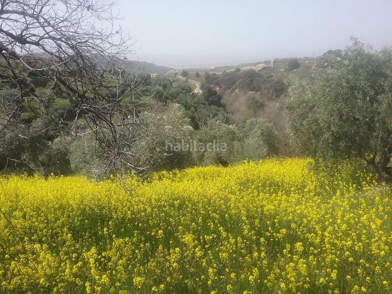 Foto d7d57934-2786-46f6-8fac-18c8bc4721e5. Finca rústica olivar en el fargue. paraje aynadamar en Granada