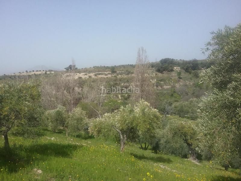 Foto d8487963-b599-42c7-babc-6c353173c308. Finca rústica olivar en el fargue. paraje aynadamar en Granada