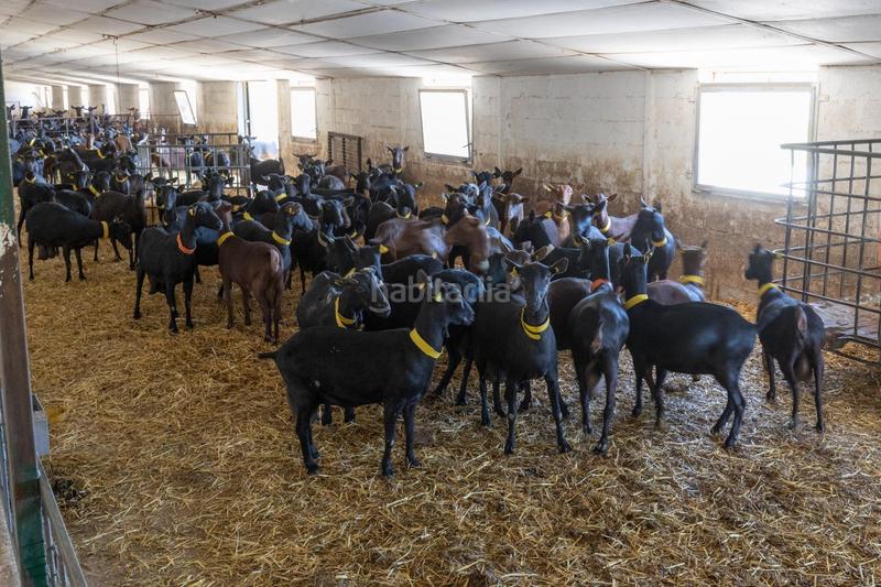 Foto da3a0a71-f60b-4add-9084-0179d145f101. Finca rústica en carretera facirretama s/n se vende explotacion agrícolaganadera en pleno funcionamiento en Padul