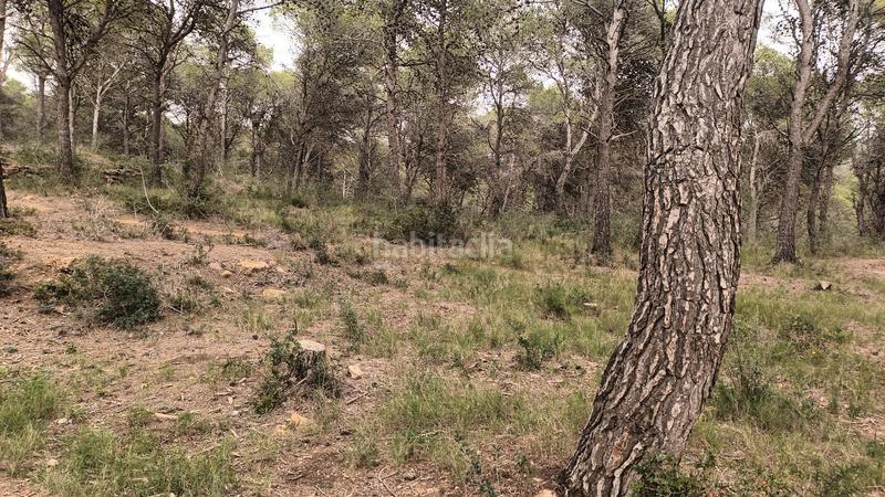 Foto dbe854da-71ee-433a-8c5f-76133391504c. Fondo rustico in Torre Vella - Torre Gran - Les Dunes Estartit