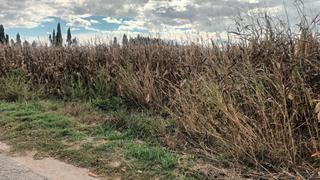 Finca rústica a Els Griells. Huerto de 4600m2