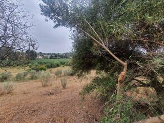 Masia a Campanillas. Finca rúst. en venta en santa rosalía-maqueda.