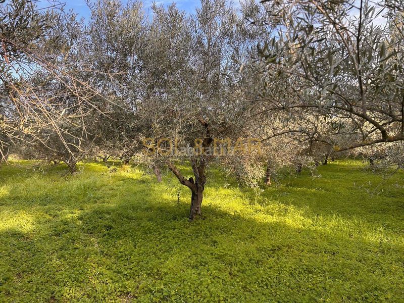 Foto 0e8dd93a-2165-445e-acf8-ae2f93860e89. Masia a Nueva Aljaima - Las Tres Leguas - Los Mondeños Cártama