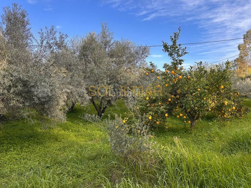 Foto 4b985a47-f6b3-4b15-9c9b-2681707e4e75. Masia a Nueva Aljaima - Las Tres Leguas - Los Mondeños Cártama