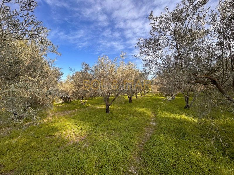 Foto d8237316-f5db-4938-9e77-9f2fe69bdf2d. Masia a Nueva Aljaima - Las Tres Leguas - Los Mondeños Cártama