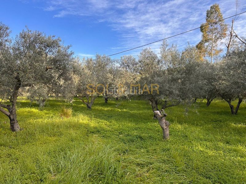Foto f7b6c020-a259-4067-b2f7-c49080be527c. Masia a Nueva Aljaima - Las Tres Leguas - Los Mondeños Cártama