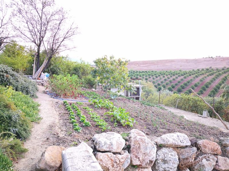 Foto e41bb409-0798-4621-a51a-0f519cbe0262. Finca rústica a Campanillas Málaga